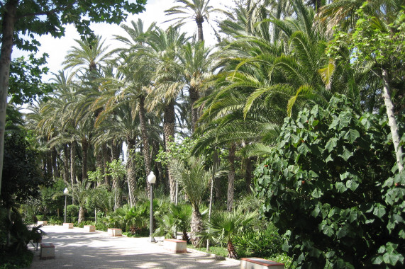 Palmenhain von Elche Elche