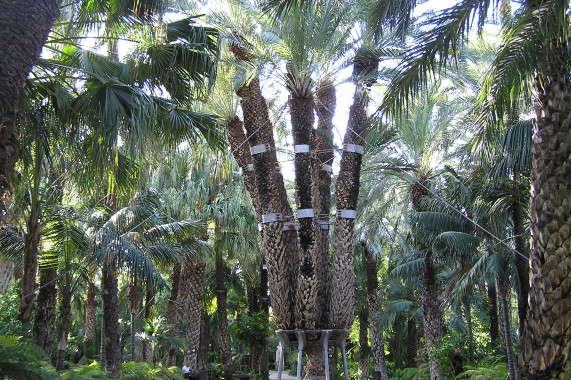 Huerto del Cura Elche