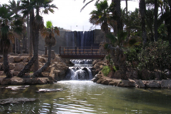 El palmeral Elche