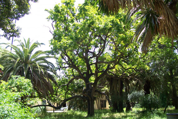 Parque de las Acacias de Algeciras Algeciras