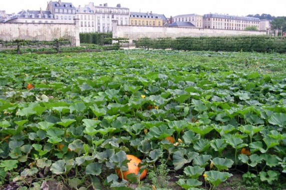 Potager du roi Versailles