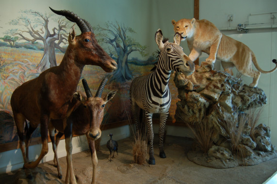 Muséum d'histoire naturelle de Bourges Bourges