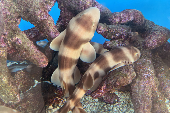 Aquarium of the Pacific Long Beach