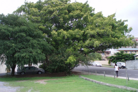 Fig Tree, Gladstone Gladstone