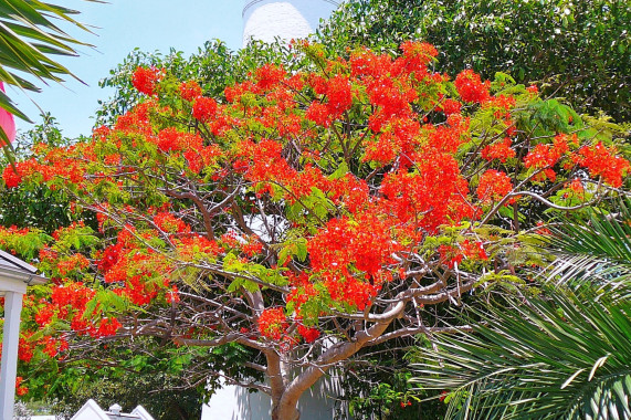 Key West lighthouse Key West