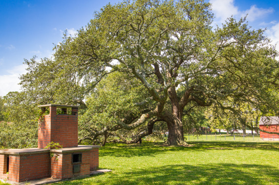 Emancipation Oak Hampton