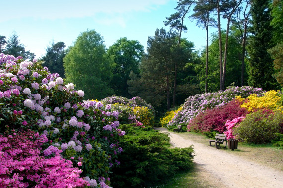 Rhododendronpark Graal-Müritz Graal-Müritz