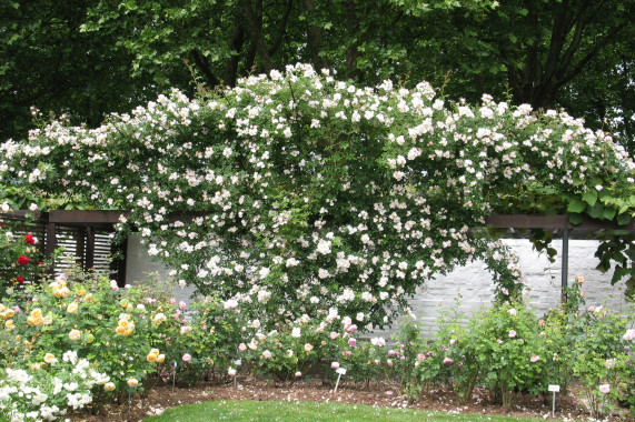 Rosengarten Zweibrücken Zweibrücken