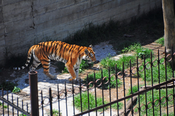 zoo di Tbilissi Tbilisi